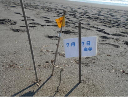 20210731isizakihama-beach_clean-4.jpg